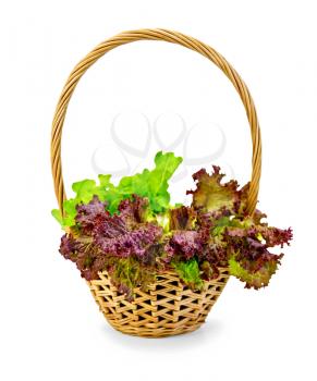 Lettuce green and red in a wicker basket isolated on white background