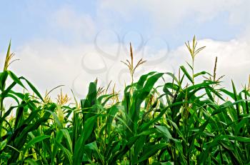 Corn in a corn field on a background of blue sky and white clouds
