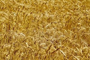Spikelets on the background of yellow grain fields