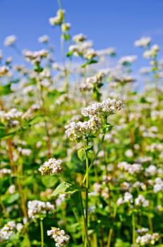 White flowers of buckwheat on the background of green leaves and blue sky
