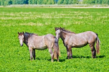 Two little brown horse on a background of grass and trees