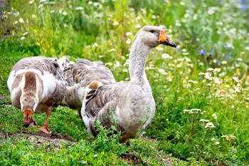 Geese gray on the background of green grass and flowers