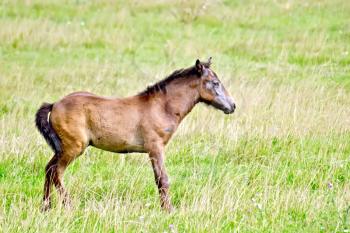 Foal brown with white spots grazing on a green meadow