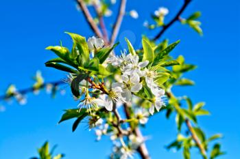 White plum blossoms against a blue sky