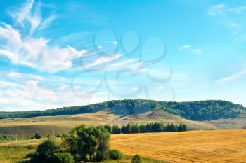 Summer landscape with golden bread field, trees, forest on a hill, blue sky and white clouds