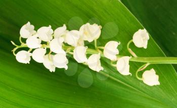 Royalty Free Photo of Lily of the Valley