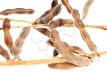 Royalty Free Photo of Dried Plant