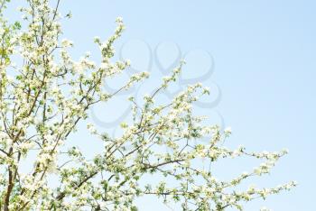 Flowers of apple and blue sky 