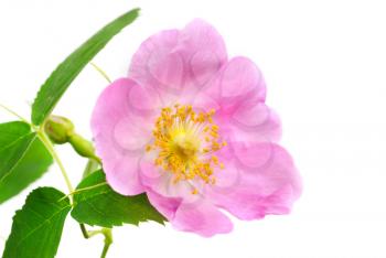 Single branch of dog-rose with green leaf and pink flower. Isolated on white background. 