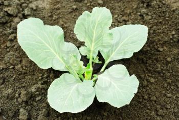 cabbage sprout in the soil 