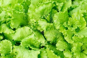 fresh salad lettuce background 