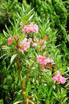 pink flowers oleander background
