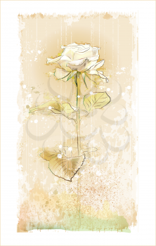 Royalty Free Clipart Image of a White Rose