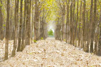 Pathway in the forest full of fallen dried leaves.  Road to a better world than here.