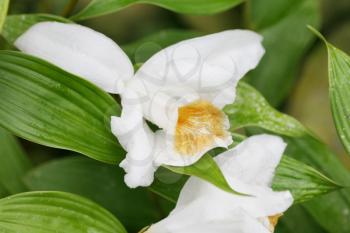 Macro shot of a Sobralia orchid. Sobralia is a genus of about 125 orchids (family Orchidaceae) and one of the two genera of the subtribe Sobraliinae (the other is Elleanthus).  It is native to Central