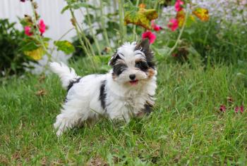 cheerful little tricolor puppy on a background of nature