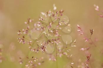 Delicate thin spikelet on a beige background