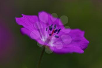 Delicate purple flower on a green background