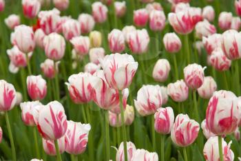 Royalty Free Photo of Tulips