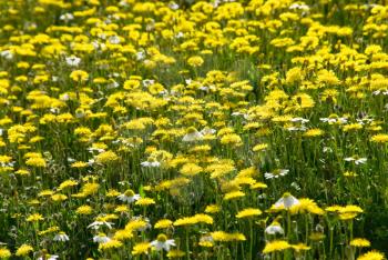 Royalty Free Photo of a Field of Flowers