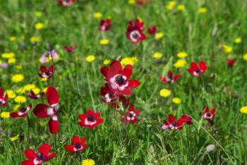 Royalty Free Photo of a Field of Flowers