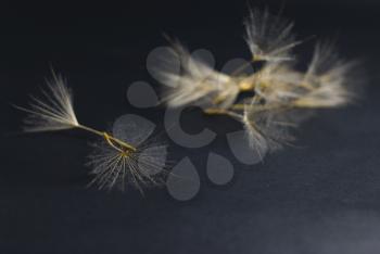 Royalty Free Photo of Dandelion Seeds