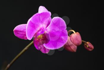 Royalty Free Photo of Orchids