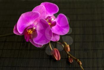 Royalty Free Photo of Orchids