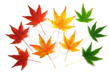 Set of Japanese Maple leaves, gradation over a white background