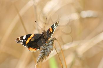 Backlighted Red Admiral butterfly (Vanessa atalanta) on an ear of wheat