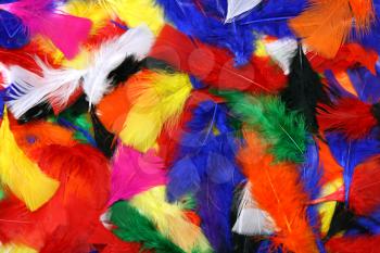 Multicolor feathers spread out for a background