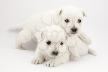 Adorable playing puppies, only a few weeks old