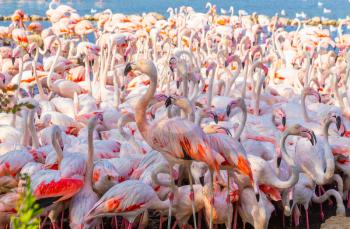 Flock of pink flamingos of the Camargue, France