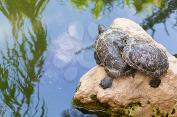 Turtles standing on a stone in the water. Yellow-bellied Slider (Trachemys scripta scripta)