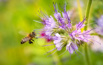 Honey Bee collecting pollen from a Phacelia flower