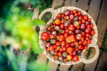 Harvest of cherry tomatoes in a basket