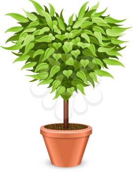 Heart shaped tree in the pot isolated on white background.