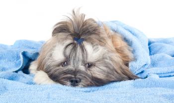 Funny puppy with a blue towel isolated on white background