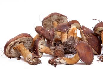 Royalty Free Photo of Boletus Badius Mushrooms