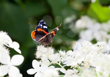 Admiral butterfly drinking nectar on white flowers
