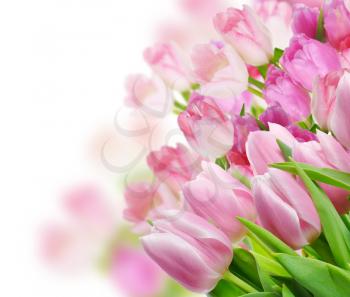 Royalty Free Photo of Pink Tulips