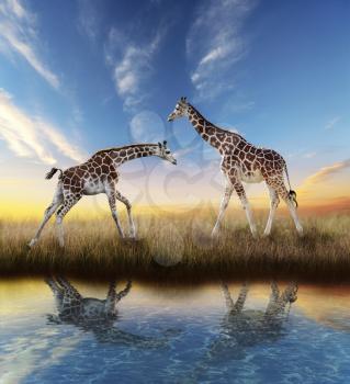 Two Giraffes At Sunset With Water Reflection