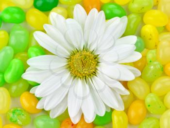 white daisy and colorful candies , close up for background