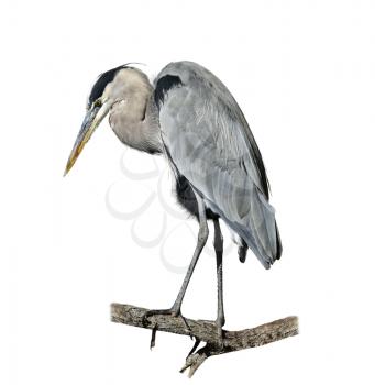 Great Blue Heron Perching On White Background