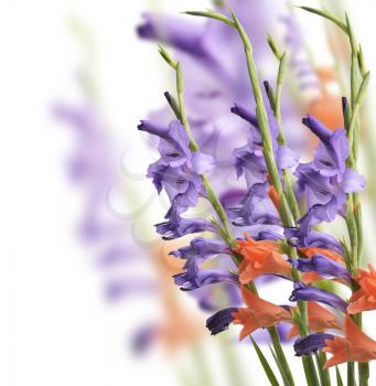 Colorful Gladiolus Flowers On White Background