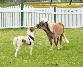 two miniature horses on a spring field