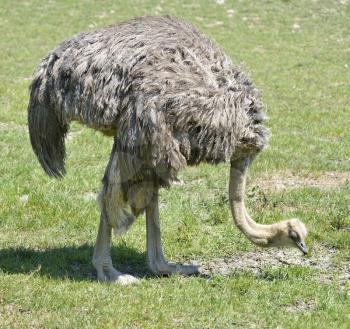 a Large Ostrich Feeding On The Grass