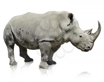Portrait Of A Rhinoceros On White Background 