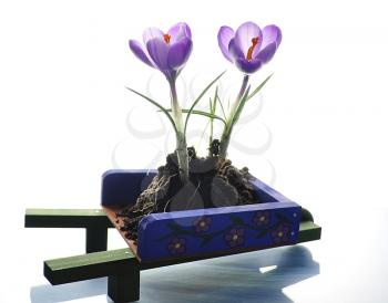 spring crocus flowers on a decorative Wheelbarrow