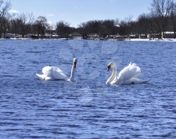 two beautiful swans on a winter lake 
